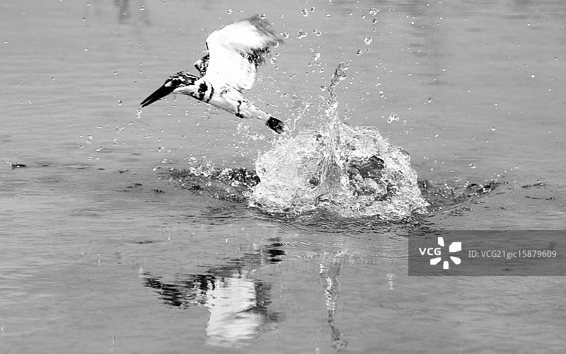 皮德翠鸟图片素材