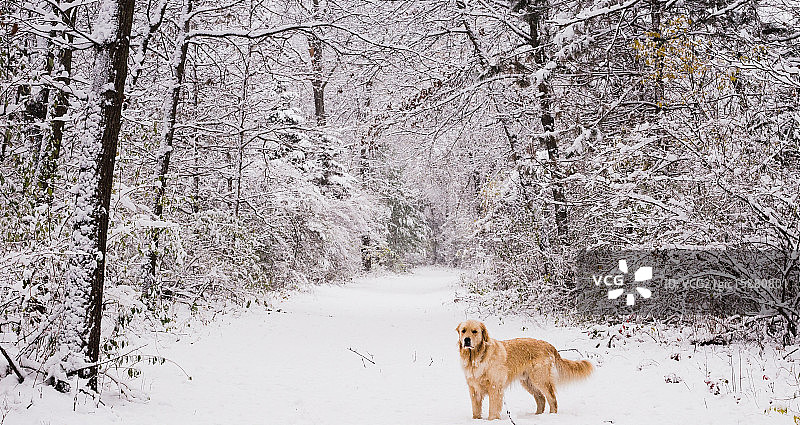 初冬漫步图片素材