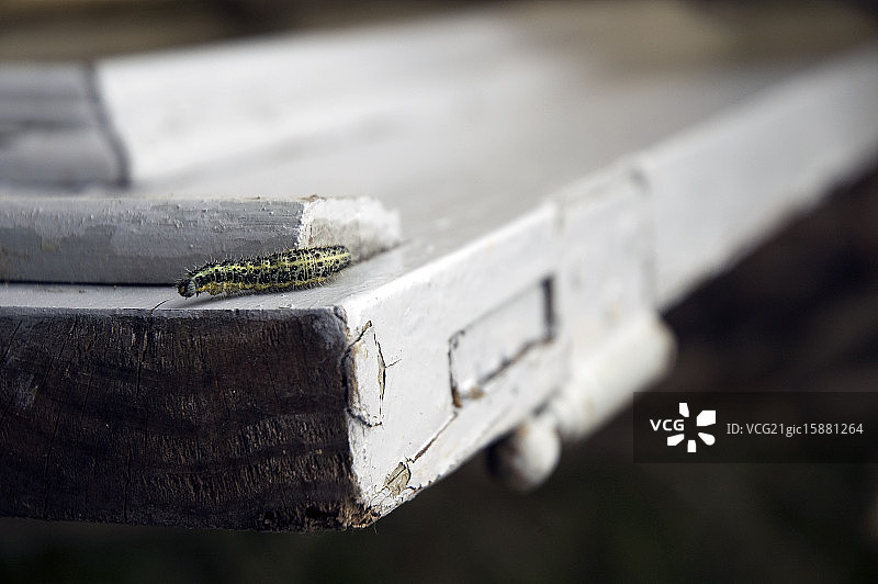 在旧木门上爬行的绿色蠕虫图片素材