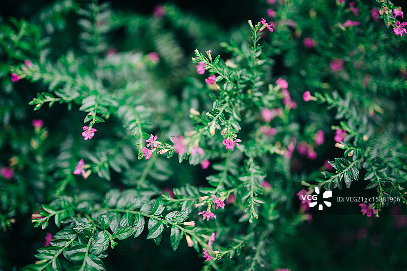 小森林图片素材