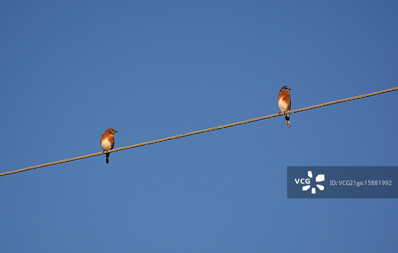 一对蓝知更鸟图片素材