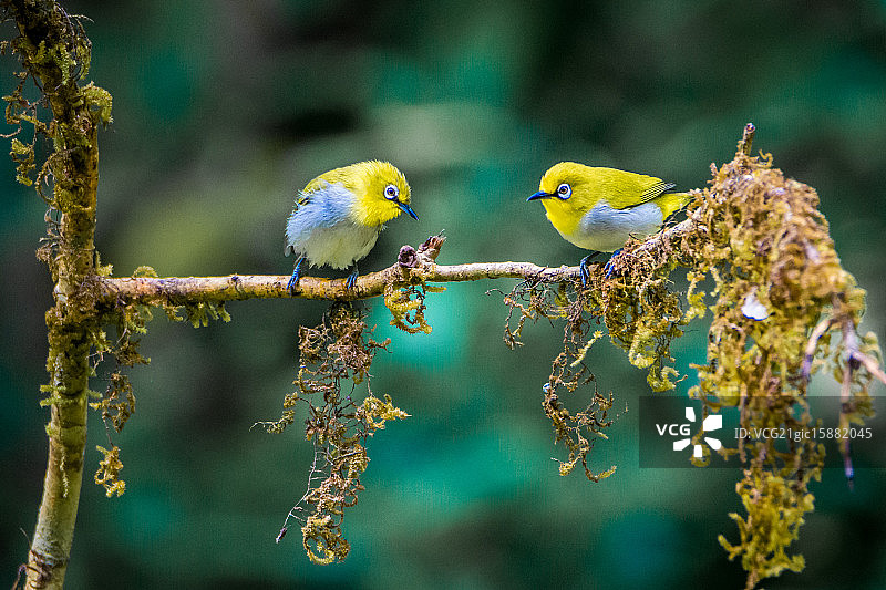 东方绣眼鸟图片素材