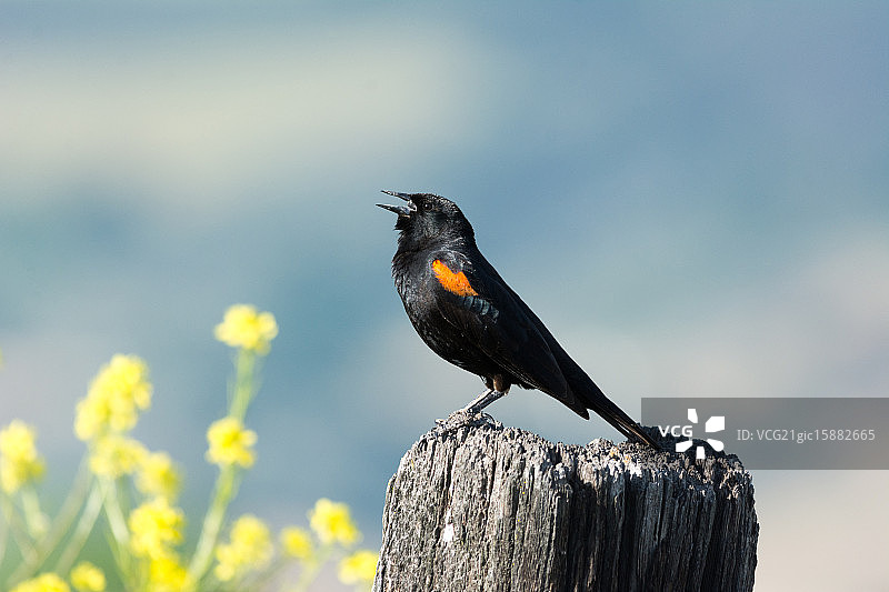 红翅黑鹂图片素材