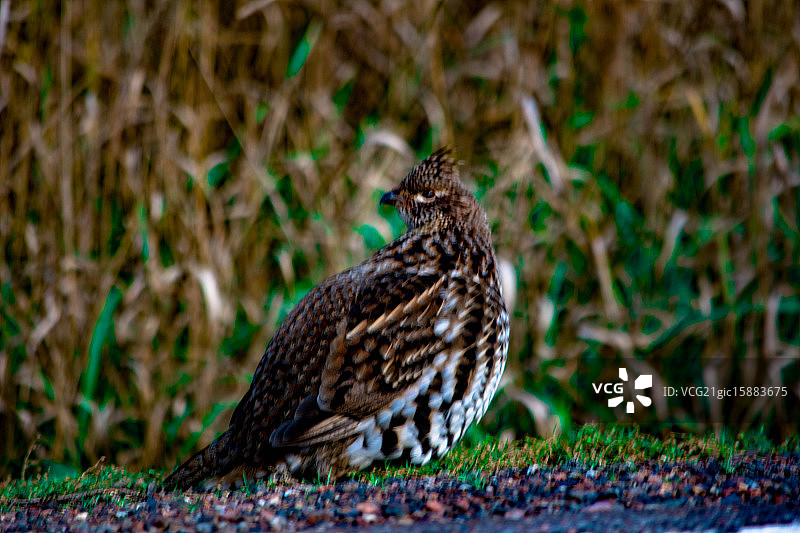 褶边松鸡图片素材