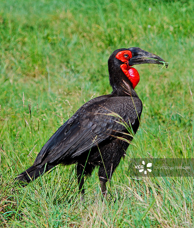地犀鸟图片素材