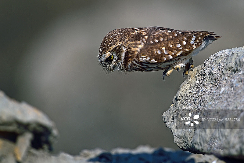 小猫头鹰图片素材
