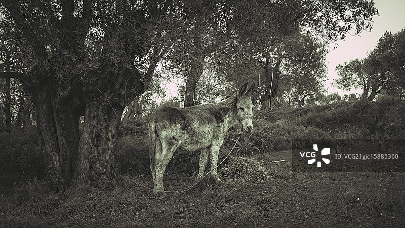 莱斯沃斯希腊岛图片素材