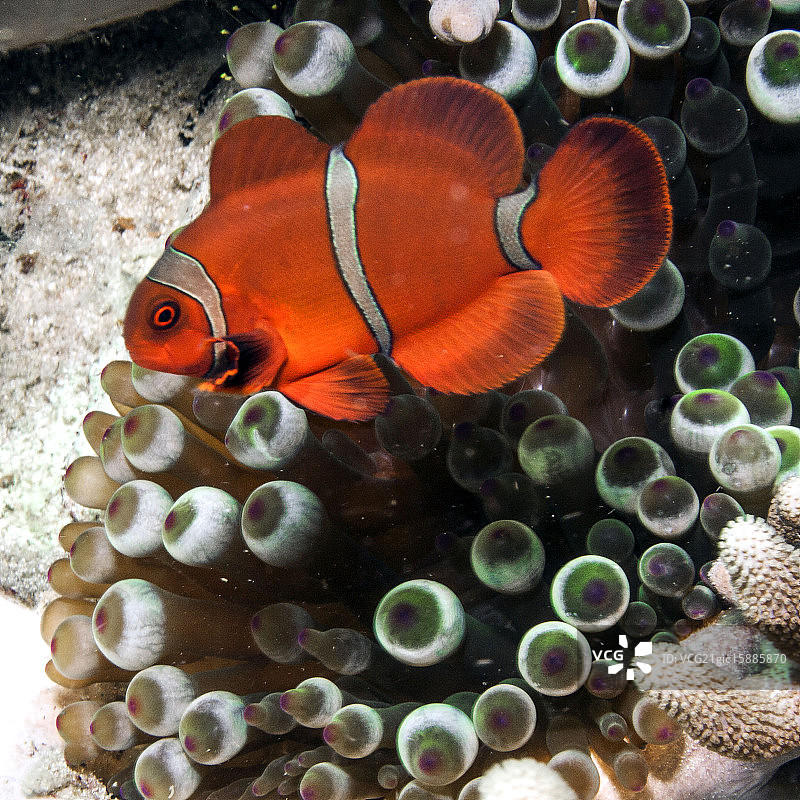 小丑鱼图片素材