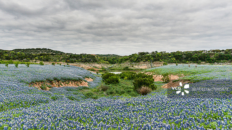 特拉维斯湖的蓝帽花图片素材