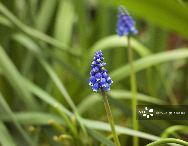 葡萄风信子图片素材