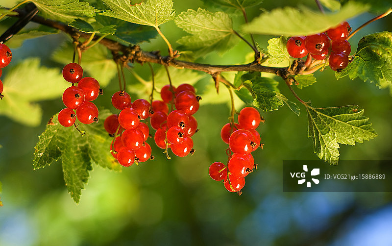 花园里的红醋栗图片素材