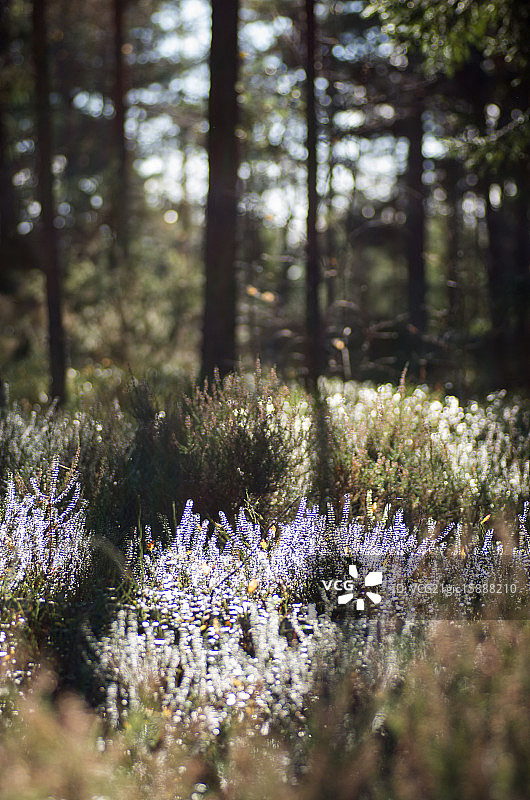 石楠花图片素材