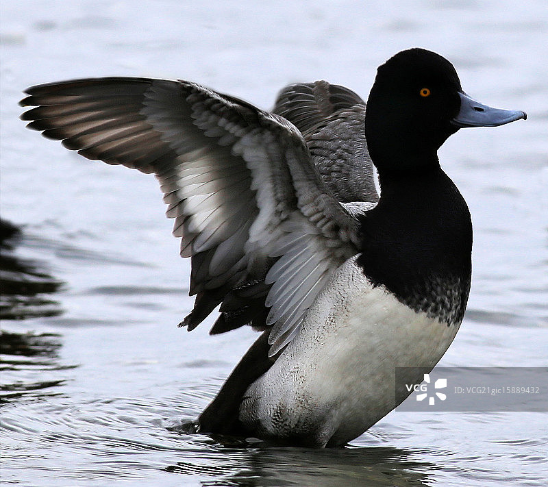 小海番鸭图片素材