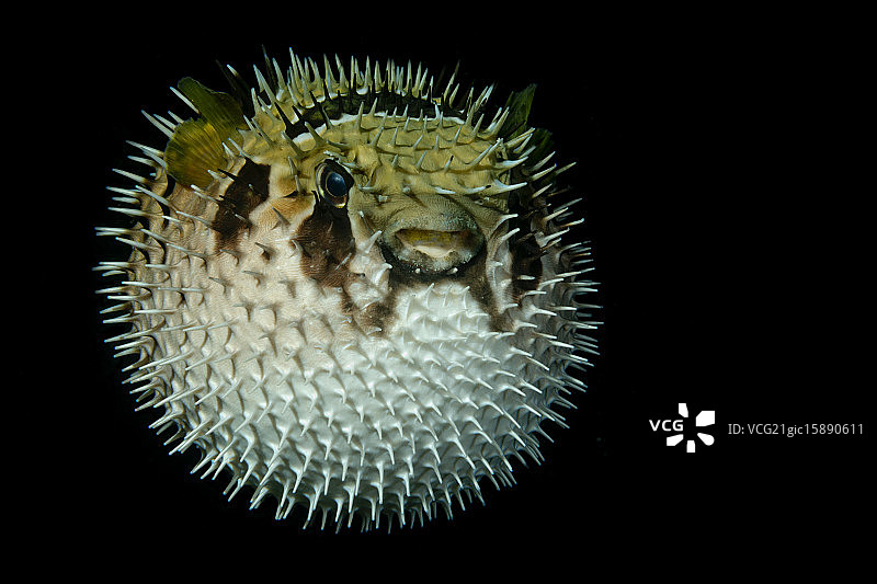 我不胖图片素材