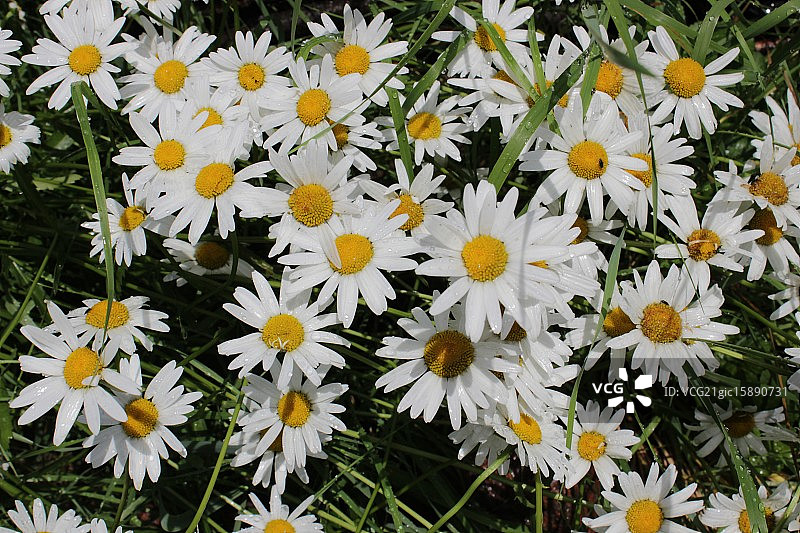 洋甘菊图片素材