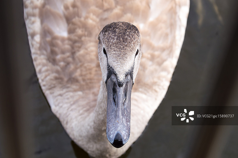 丑小鸭图片素材