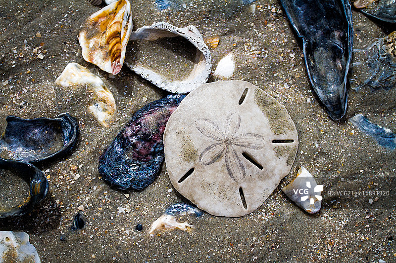 沙滩上的海钱图片素材