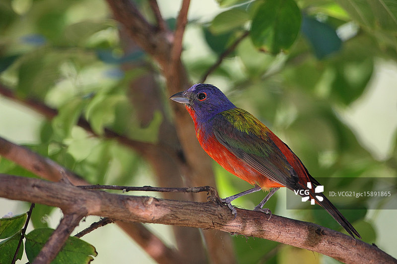 阴凉处的美洲彩鹀图片素材