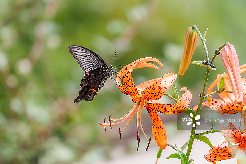 宽带麝凤蝶图片素材