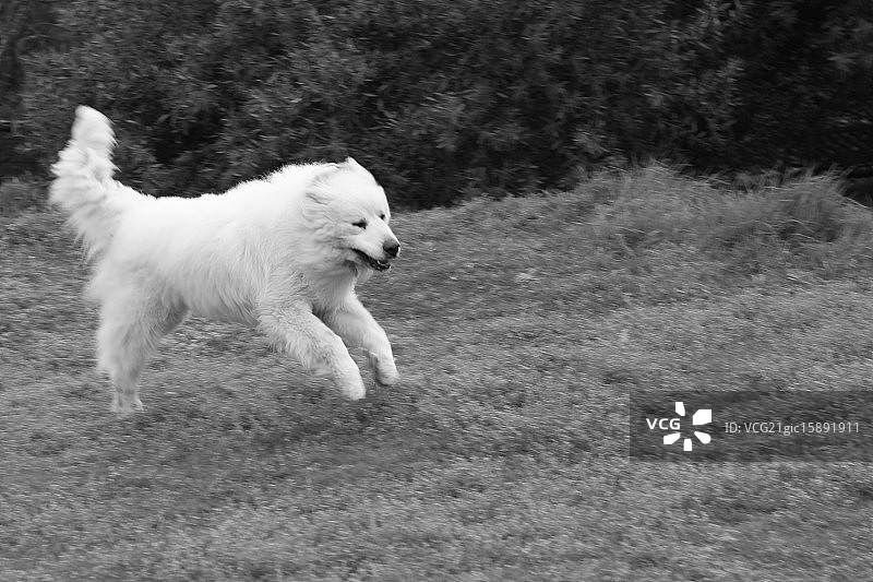 比利牛斯山地犬图片素材