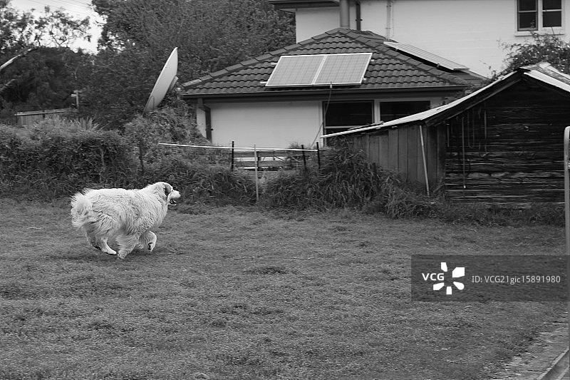 比利牛斯山地犬图片素材