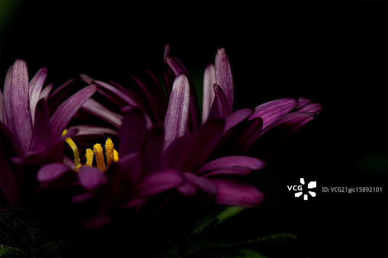 紫色的觉醒图片素材