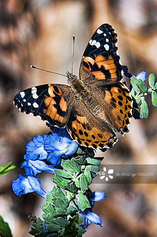 黑脉金斑蝶图片素材