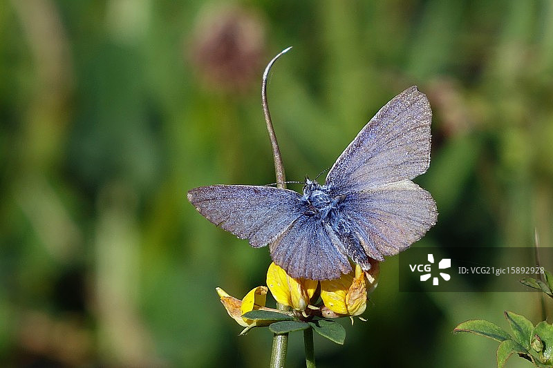 秋季蓝色...(Polyommatus Icarus)图片素材