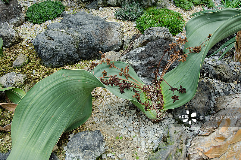 百岁兰图片素材