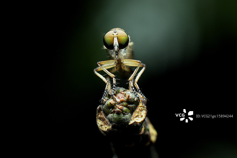 休息中的食蚜蝇图片素材