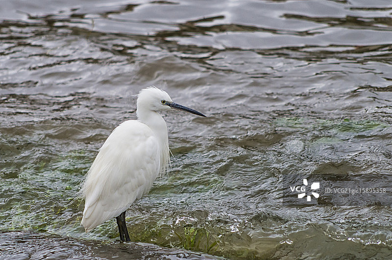 小白鹭图片素材