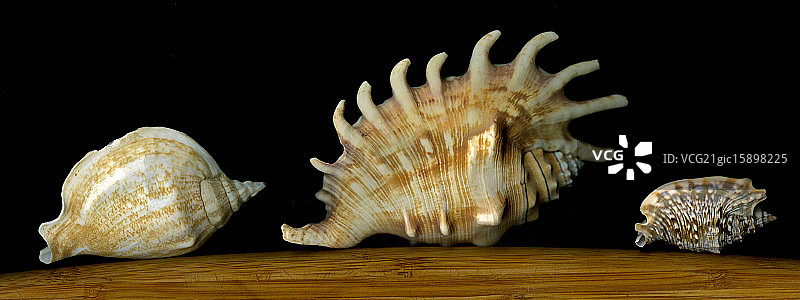 三个贝壳图片素材