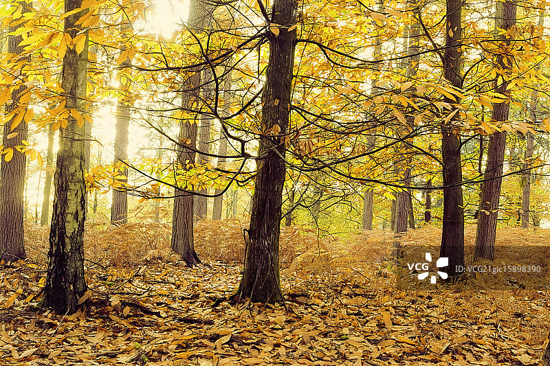 安德伍德的秋天图片素材