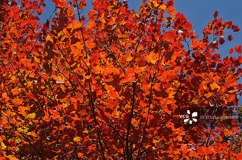正红色图片素材