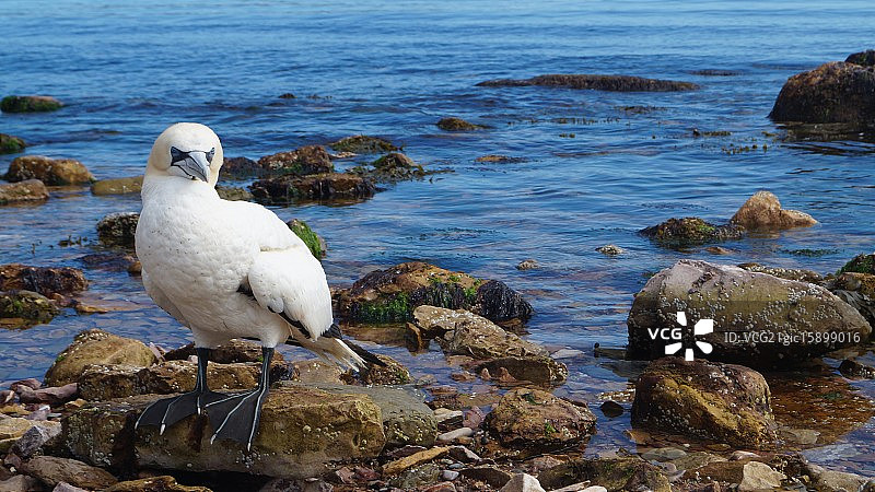 北方塘鹅图片素材