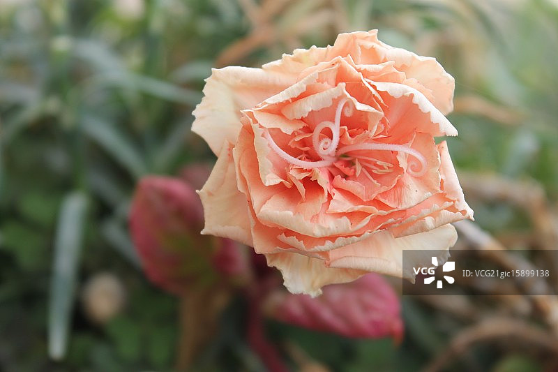 纳布卢斯秋景图片素材