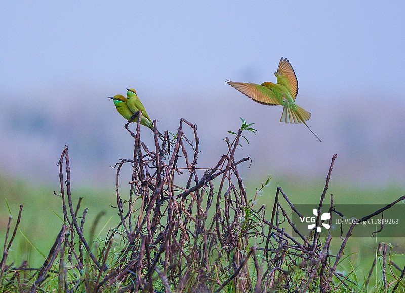 绿喉蜂虎图片素材