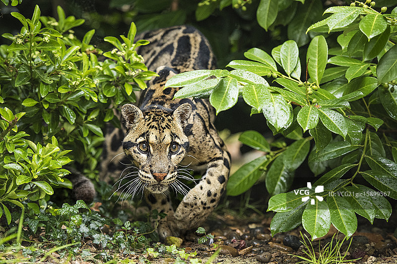 云豹系列图片素材