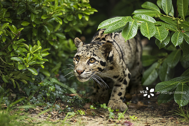 云豹系列图片素材