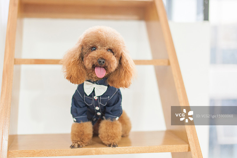 可爱的贵宾犬图片素材