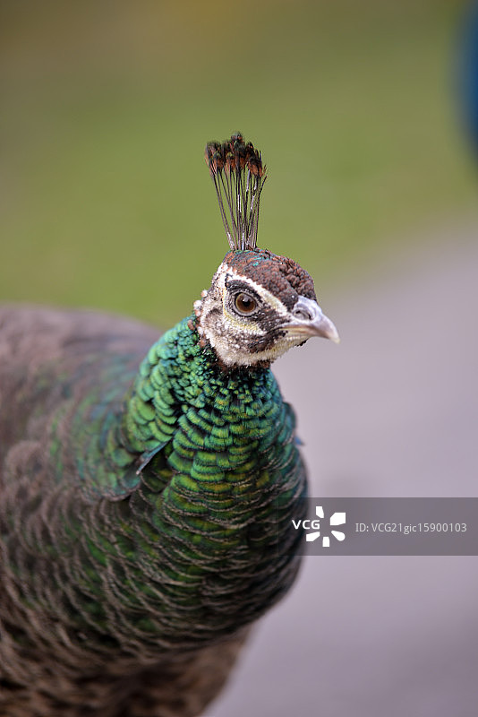 印度孔雀——雌性图片素材