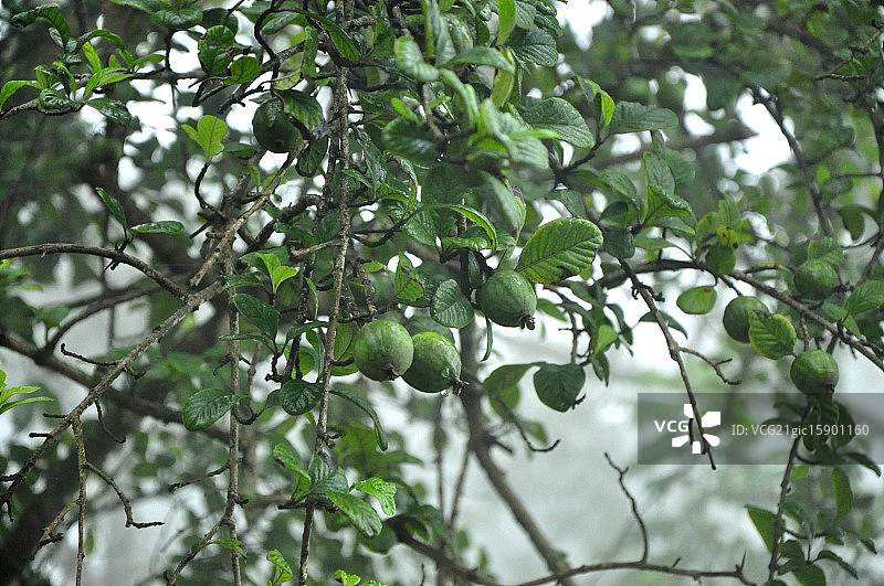 小水果图片素材