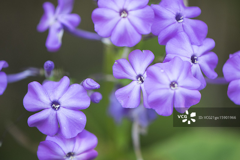 紫色雨图片素材