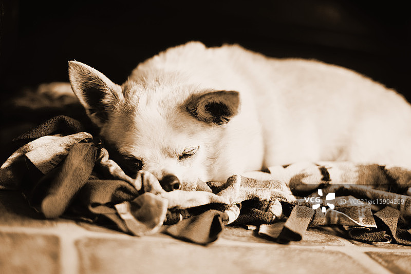 睡觉的吉娃娃图片素材