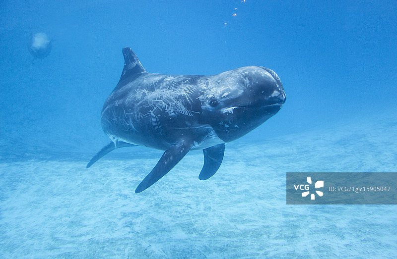 鲸鱼图片素材