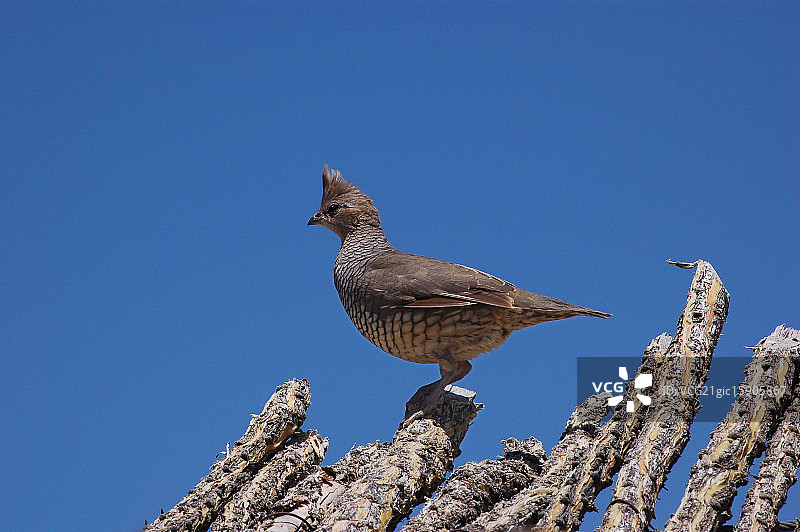 鳞鹌鹑图片素材