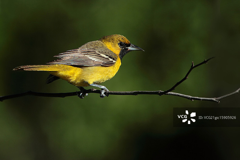 果园黄鹂图片素材