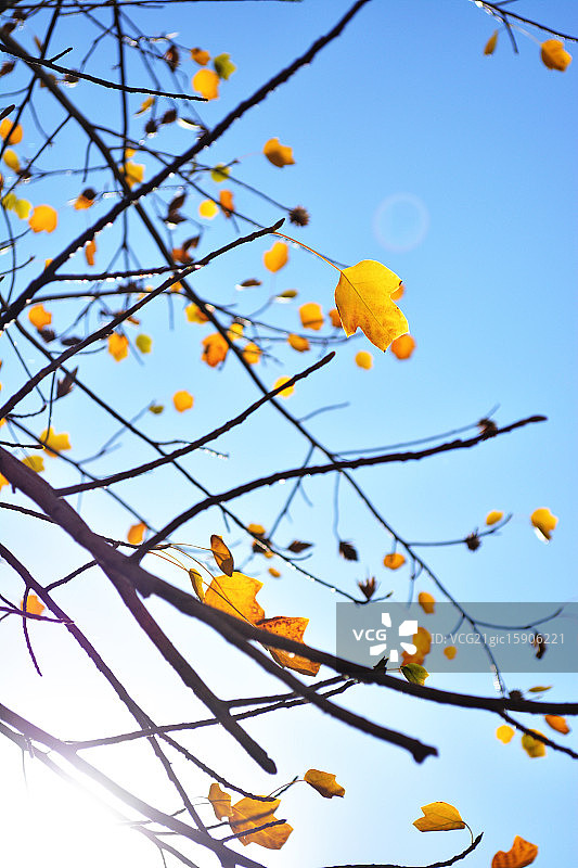 中国鹅掌楸图片素材