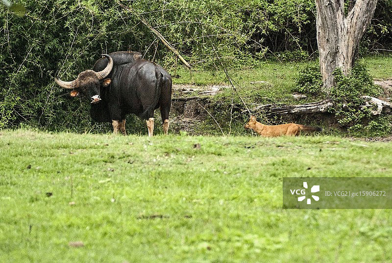 豺，观察印度野牛！！图片素材