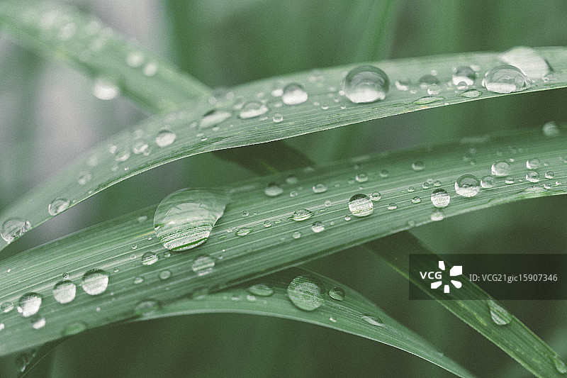 柠檬草饰品图片素材